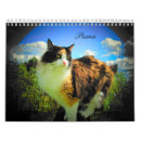 Recherche de image mignonne de minou Images animales mignonnes