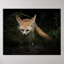 Recherche de le fennec posters Animaux