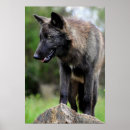 Recherche de noir loups posters Faune