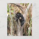 Recherche de zoo cartes postales Ours