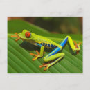 Recherche de poussette cartes postales Grenouille