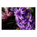 Recherche de hyacinthe posters Floral
