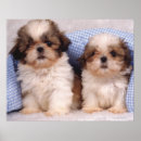 Recherche de tzu posters Petit
