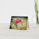 Recherche de libellules vœux cartes Photographie