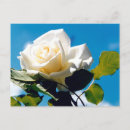Recherche de fleur de noël cartes postales Romantique