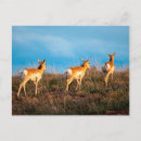 Recherche de antilope pronghorn cartes postales Délimiteur danita