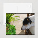 Recherche de sieste cartes postales Animaux