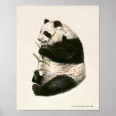 Recherche de bamboo posters Panda