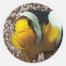 Recherche de nemo autocollants Poisson clown