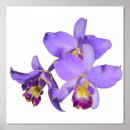 Recherche de orchidée posters Imprimer