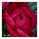 Recherche de pivoine rouge posters Fleur