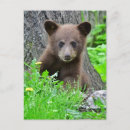 Recherche de ourson cartes postales Animaux dans la nature