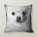 Recherche de pomeranian coussins Chiot