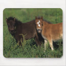 Recherche de cheval miniature tapis souris Poulains