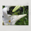 Recherche de mante Insecte