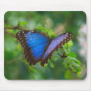 Recherche de papillon bleu morpho tapis souris Nature