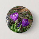 Recherche de crocus badges Fleur