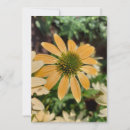 Recherche de coneflowers Flore