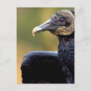 Recherche de vautour cartes postales Faune