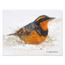 Recherche de oiseaux chanteurs posters Photographie de la nature