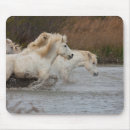 Recherche de cheval camargue tapis souris Courant
