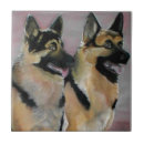 Recherche de berger allemand carreaux Canine