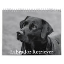 Recherche de labrador retriever bureau fournitures Chiot