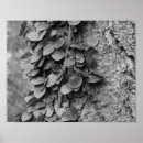 Recherche de feuillu posters Nature