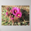 Recherche de cactus de baril Fleur
