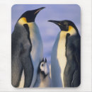 Recherche de empereur tapis souris Oiseau