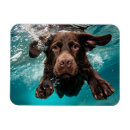 Recherche de nageant magnets Pour amateur d'animaux