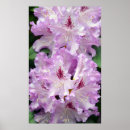 Recherche de pourpre posters Nature