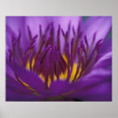 Recherche de lotus pourpre posters Violet