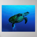 Recherche de de tortue posters Tortues