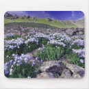 Recherche de fleurs montagne tapis souris Nature