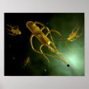Recherche de foyer sur le premier plan posters Image de couleur