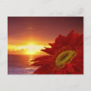 Recherche de gerber cartes postales Marguerite