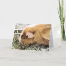 Recherche de rongeurs vœux cartes Cobaye