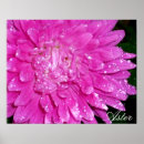 Recherche de asteraceae Fleur