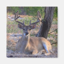 Recherche de whitetail magnets Faune