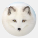 Recherche de arctic autocollants Renard arctique
