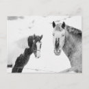 Recherche de chevaux et neige cartes postales Tempête