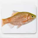 Recherche de ailerons tapis souris Poissons