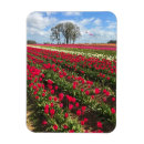 Recherche de cerf volant magnets Nature