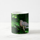 Recherche de tourterelle tasses Faune