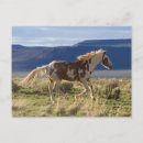 Recherche de étalon cartes postales Superstock