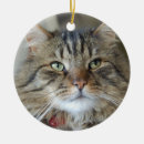 Recherche de saule de chat Mignon