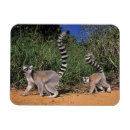 Recherche de lemur magnete Animal