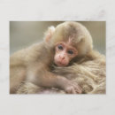 Recherche de macaques cartes postales Japon