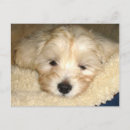 Recherche de fatigue cartes postales Chiot